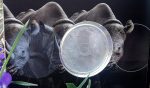 Big Five 1 oz silver coin - Imagen 6
