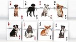SOLOMAGIA Companion Dog Playing Card - Deck of Cards - Magic & Magic Cheats - Magic Tricks and Props - Imagen 4