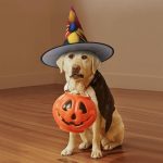 1 sombrero de bruja de Halloween, flores de arte borrosas, decoración de brujas, disfraz de fiesta, cosplay, juego de rol, festival, carnaval - Imagen 7