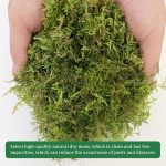 CONNECTION Dried Natural Moss 200g Moss Sphagnum Moss for Plants Sphagnum Moss Substrate Orchids Sphagno Live Moss for Terrariums, Orchids, Plant Support, Bonsai, Reptiles, Decoration - Imagen 3