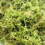 CONNECTION Dried Natural Moss 200g Moss Sphagnum Moss for Plants Sphagnum Moss Substrate Orchids Sphagno Live Moss for Terrariums, Orchids, Plant Support, Bonsai, Reptiles, Decoration - Imagen 4