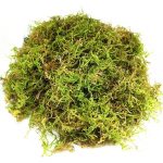 CONNECTION Dried Natural Moss 200g Moss Sphagnum Moss for Plants Sphagnum Moss Substrate Orchids Sphagno Live Moss for Terrariums, Orchids, Plant Support, Bonsai, Reptiles, Decoration