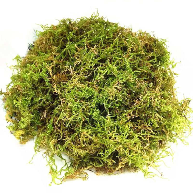 CONNECTION Dried Natural Moss 200g Moss Sphagnum Moss for Plants Sphagnum Moss Substrate Orchids Sphagno Live Moss for Terrariums, Orchids, Plant Support, Bonsai, Reptiles, Decoration