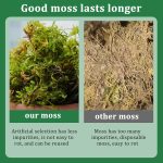 CONNECTION Dried Natural Moss 200g Moss Sphagnum Moss for Plants Sphagnum Moss Substrate Orchids Sphagno Live Moss for Terrariums, Orchids, Plant Support, Bonsai, Reptiles, Decoration - Imagen 2